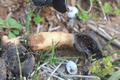 Helvella monachella