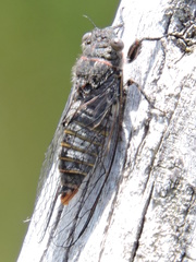 Atrapsalta encaustica