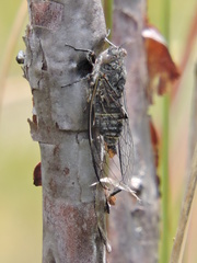 Atrapsalta encaustica