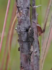 Atrapsalta encaustica