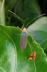 Anisoscelis foliaceus