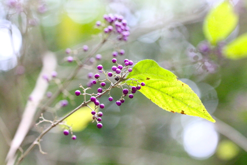 Callicarpa cathayana, photograph 5