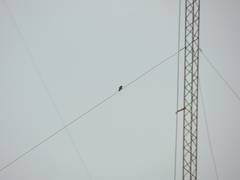 Chlorostilbon lucidus