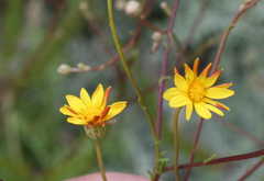 Ursinia punctata