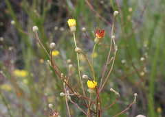 Ursinia punctata