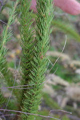Ursinia punctata