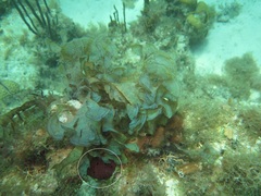 Amphimedon compressa