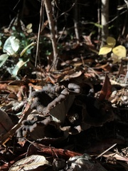 Craterellus calicornucopioides
