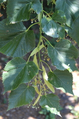 Tilia dasystyla caucasica