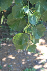 Tilia dasystyla caucasica