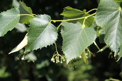Tilia dasystyla caucasica