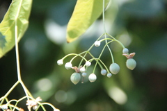 Tilia dasystyla caucasica
