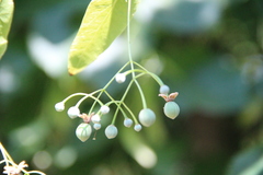 Tilia dasystyla caucasica