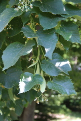 Tilia dasystyla caucasica