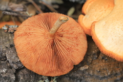 Gymnopilus suberis