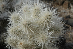 Cylindropuntia chuckwallensis