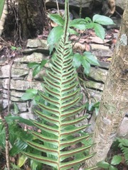 Blechnum appendiculatum