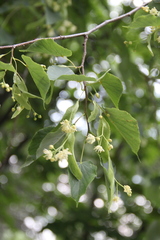 Tilia cordata