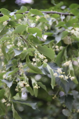Tilia cordata
