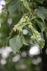 Tilia cordata