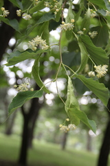 Tilia cordata