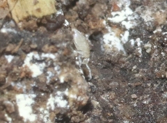 Pseudosinella rolfsi