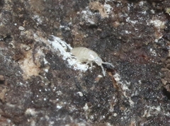 Pseudosinella rolfsi