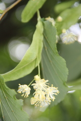 Tilia cordata