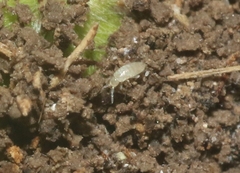 Pseudosinella rolfsi