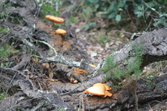 Gymnopilus suberis