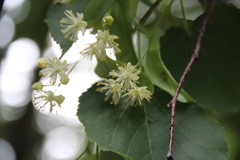 Tilia cordata