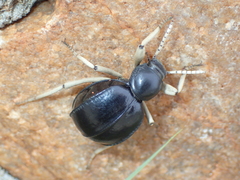 Dichtha cubica
