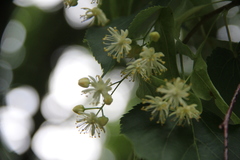Tilia cordata