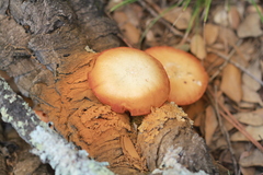 Gymnopilus suberis