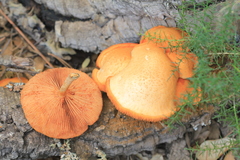 Gymnopilus suberis