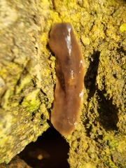 Leptoplanoidea