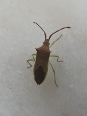 Plinachtus imitator