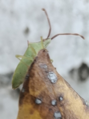 Plinachtus imitator