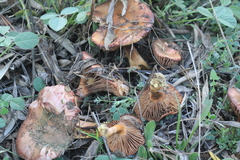 Chroogomphus mediterraneus