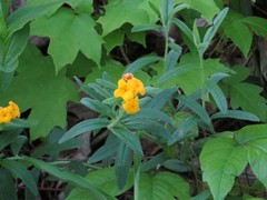 Lithospermum canescens