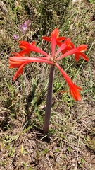 Cyrtanthus fergusoniae