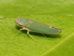 Graphogonalia evagorata