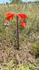 Cyrtanthus fergusoniae