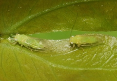 Euceropsylla orizabensis