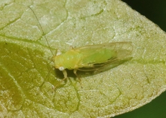 Euceropsylla orizabensis