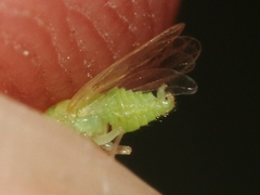 Euceropsylla orizabensis