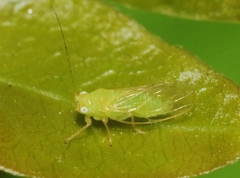 Euceropsylla orizabensis