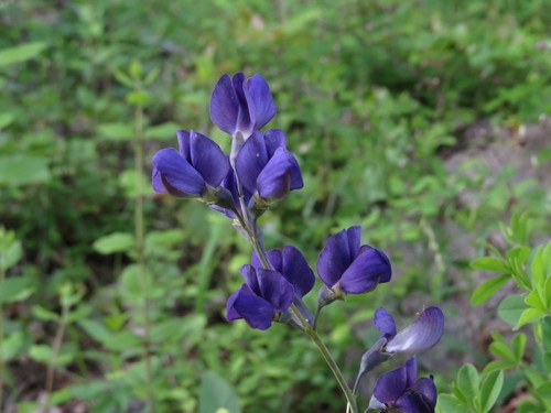tall blue wild indigo
