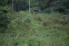 Clamator levaillantii