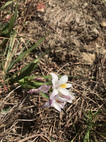 Image of Freesia caryophyllacea by (c) Ren Hoekstra, some rights reserved (CC BY)